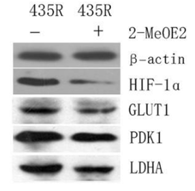 S1233-WB1.gif