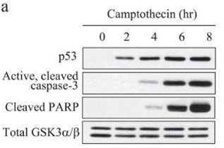 S1288-WB4.gif