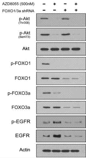 S1555-WB3.gif