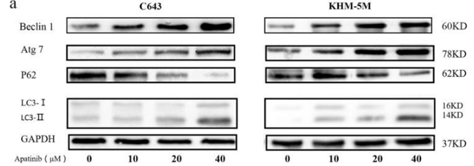 S2221-WB1.gif