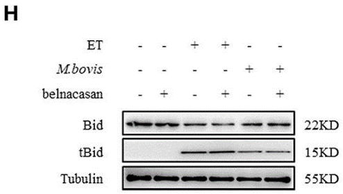 S2228-WB-3.gif