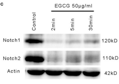 S2250-WB3.gif