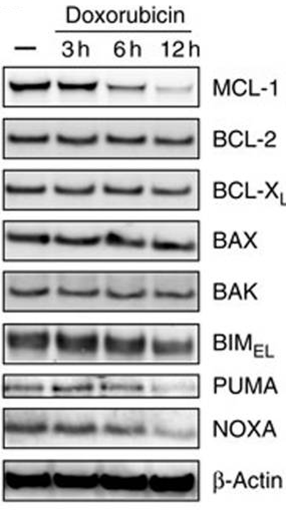 S2768-WB1.gif