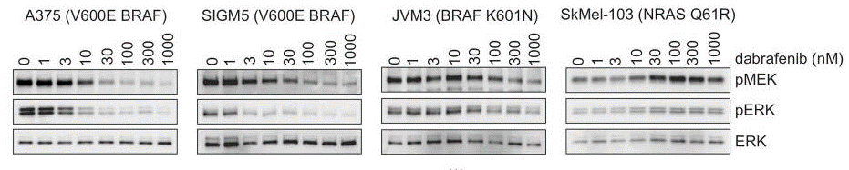 S2807-WB1.gif