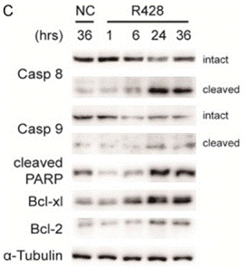 S2841-WB2.gif