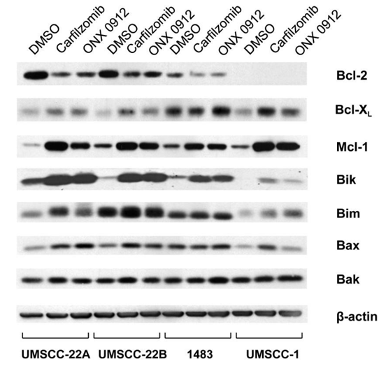 S7049-WB1.gif