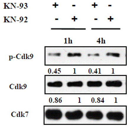 S7423-WB2.gif