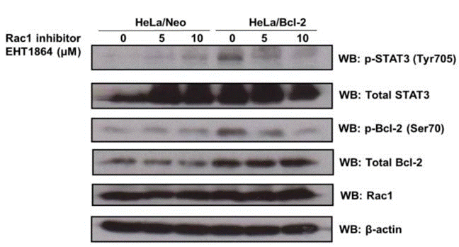 S7482-WB1.gif