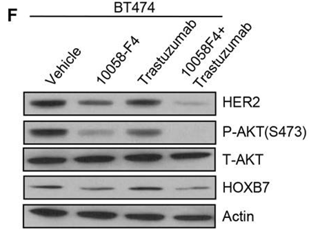 S8426-WB2.gif