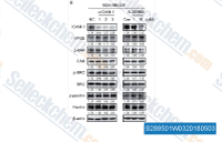 A-205804 | ≥99%(HPLC) | Selleck | インテグリン 阻害剤