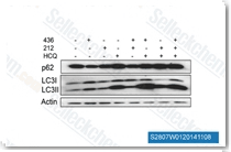GSK2118436-S2807W0120141108.gif