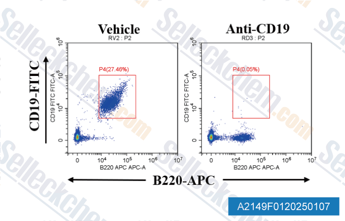 A2149-Anti-mouse-CD19-InVivo.gif
