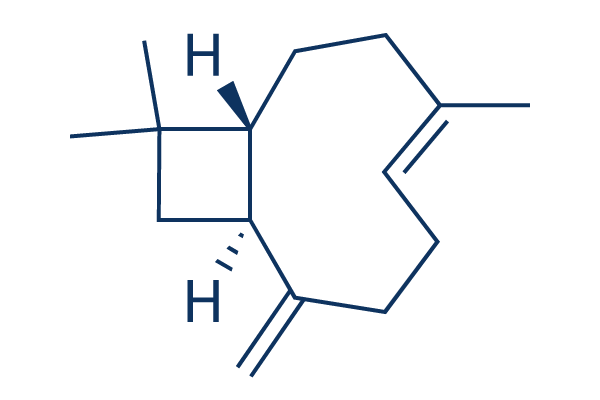 β-Caryophyllene化学構造