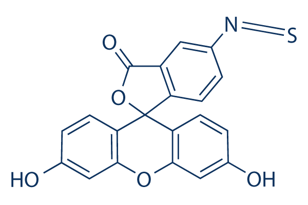 Fluorescein-5-isothiocyanate (FITC)化学構造