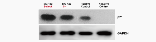 mg-132 validation